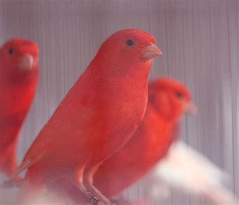 3 Greenacres red factor canaries. . Canaries for sale